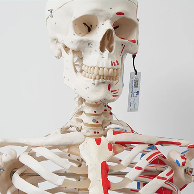 3B Smart Anatomy mit NFC-Technik von smart-TEC