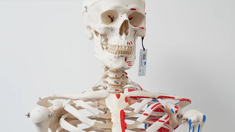 3B Smart Anatomy mit NFC-Technik von smart-TEC