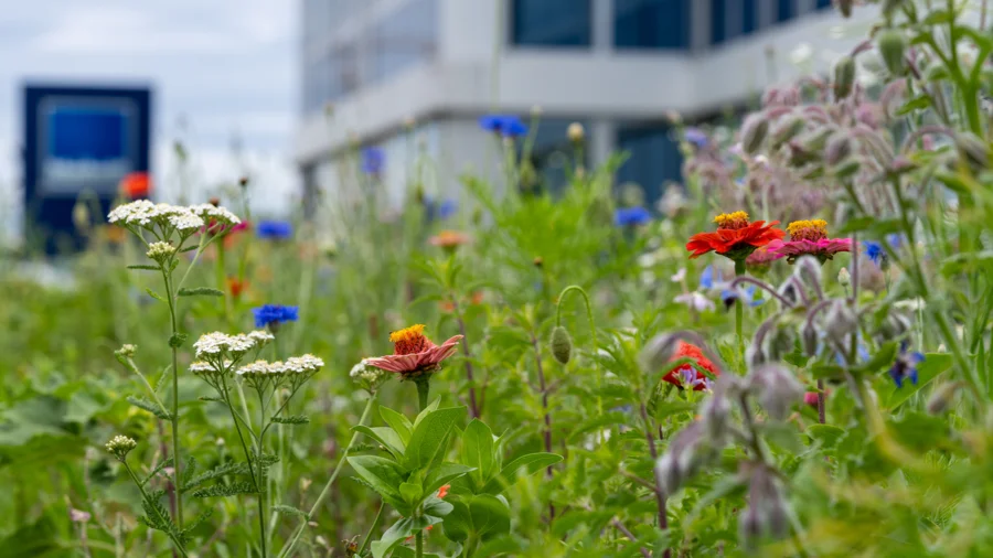 Flower meadow Mindelheim