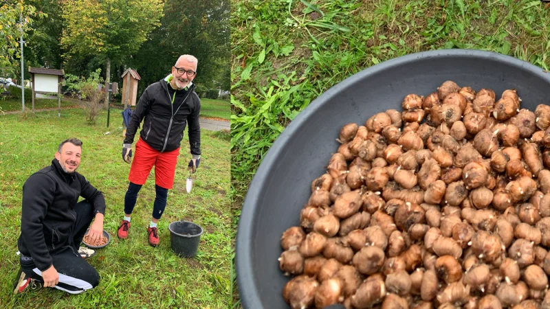 2000 crocuses were planted in the ground