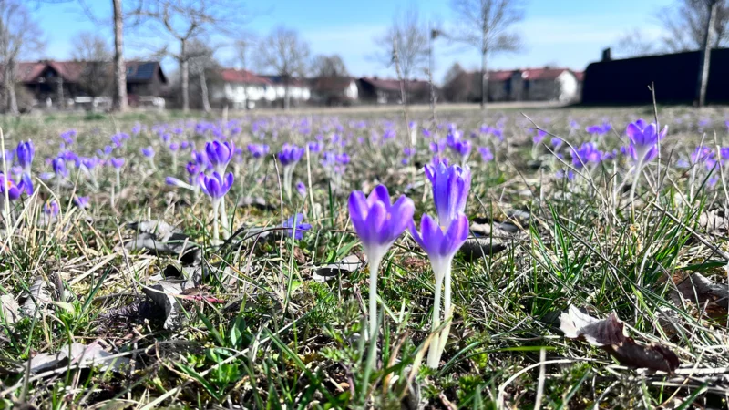 Visible sustainability: 2000 planted crocuses transform the meadow into a sea of flowers.