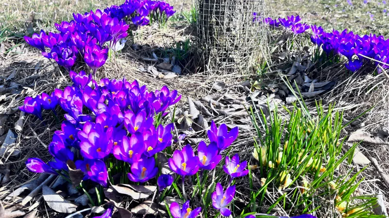 Contribution to biodiversity: detailed view of the crocus planting campaign in the region.
