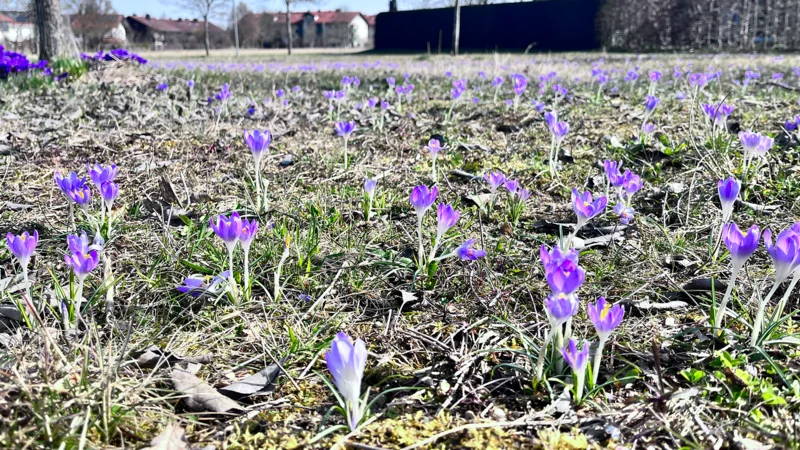 Ein Herzensprojekt blüht auf – Naturschutz-Kooperation mit dem Bund Naturschutz.