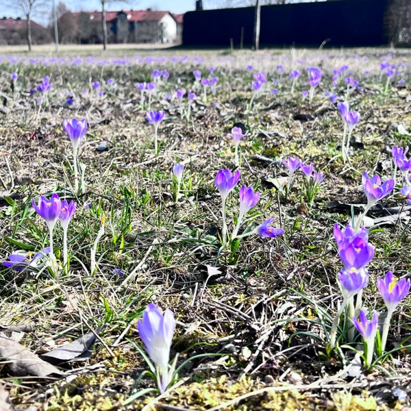 Ein Herzensprojekt blüht auf – Naturschutz-Kooperation mit dem Bund Naturschutz.